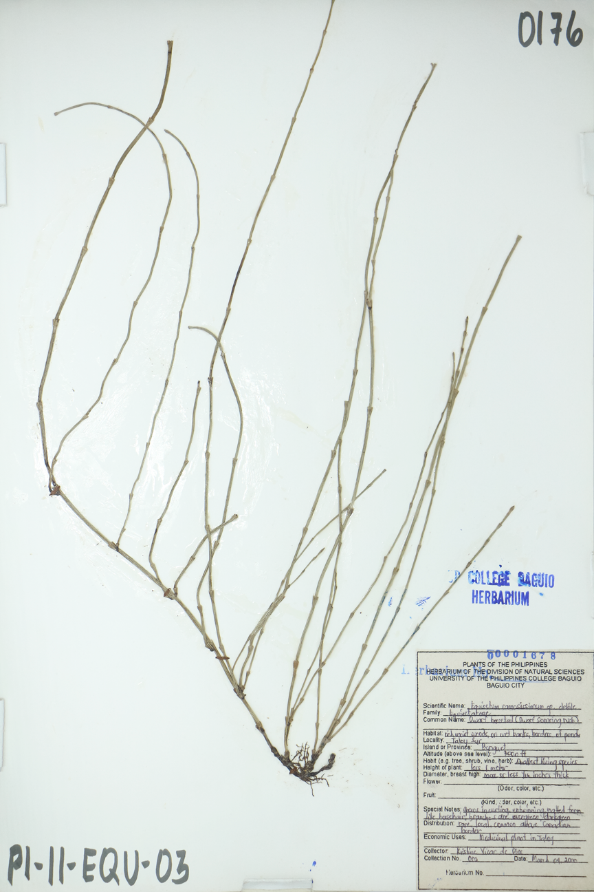 Image of Equisetaceae Equisetum ramosissimum subsp. debile