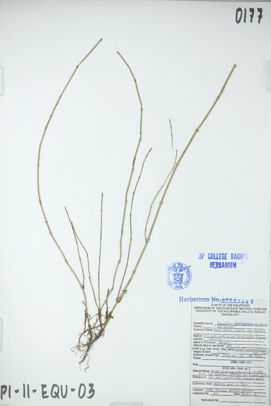 Image of Equisetaceae Equisetum ramosissimum subsp. debile