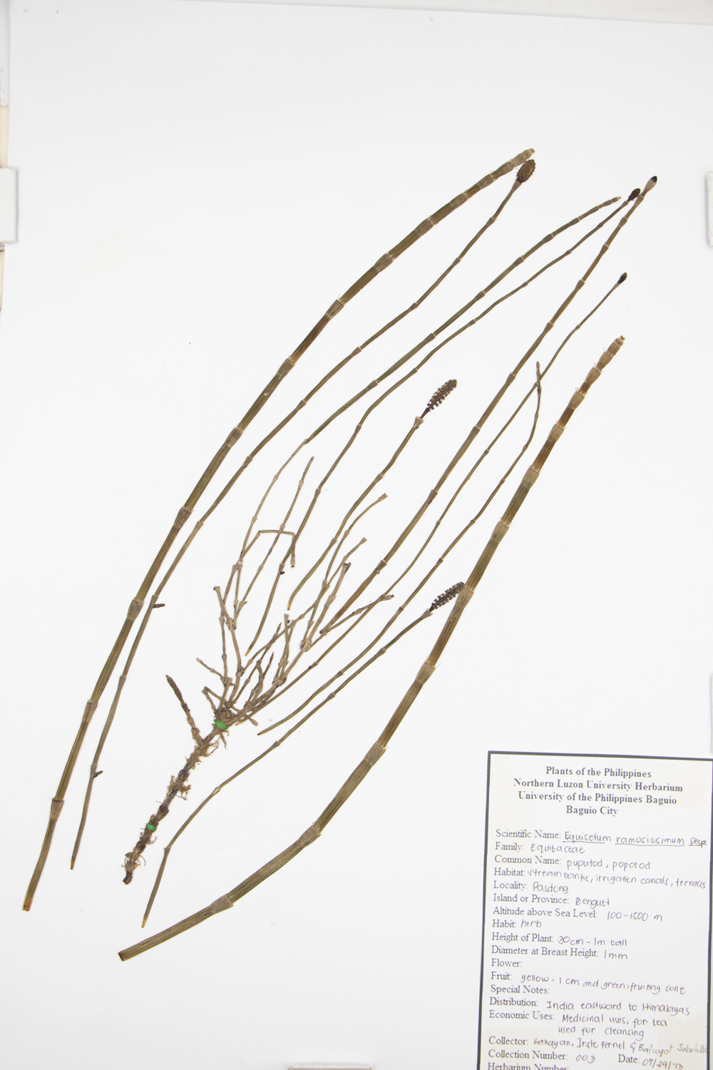 Image of Equisetaceae Equisetum ramosissimum