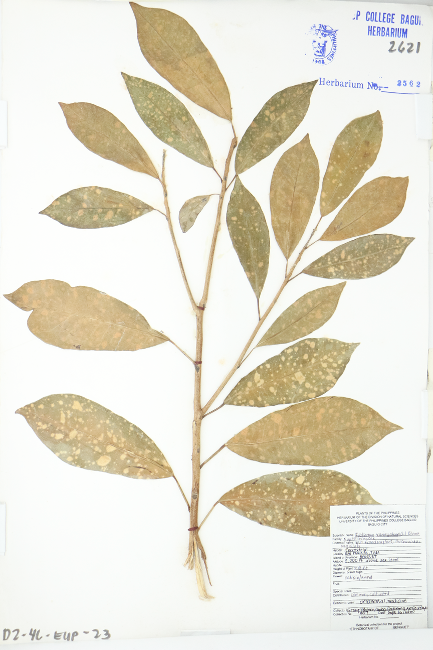 Image of Euphorbiaceae Codiaeum variegatum