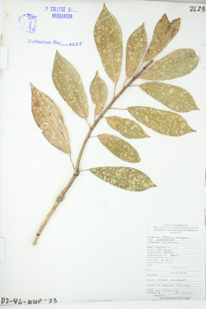 Image of Euphorbiaceae Codiaeum variegatum