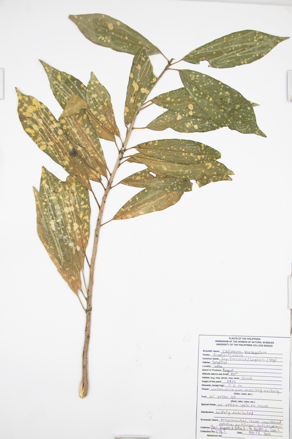 Image of Euphorbiaceae Codiaeum variegatum