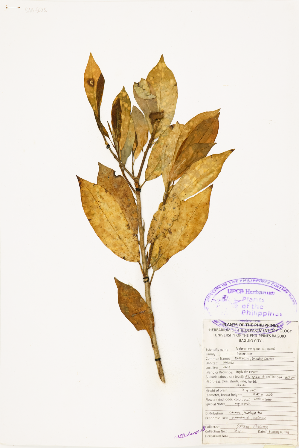 Image of Euphorbiaceae Codiaeum variegatum