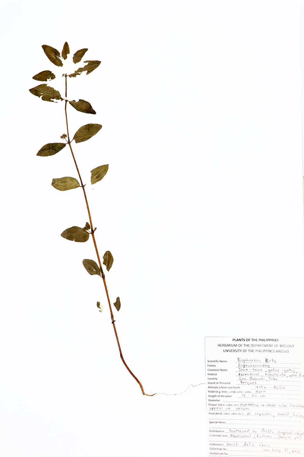 Image of Euphorbiaceae Euphorbia hirta