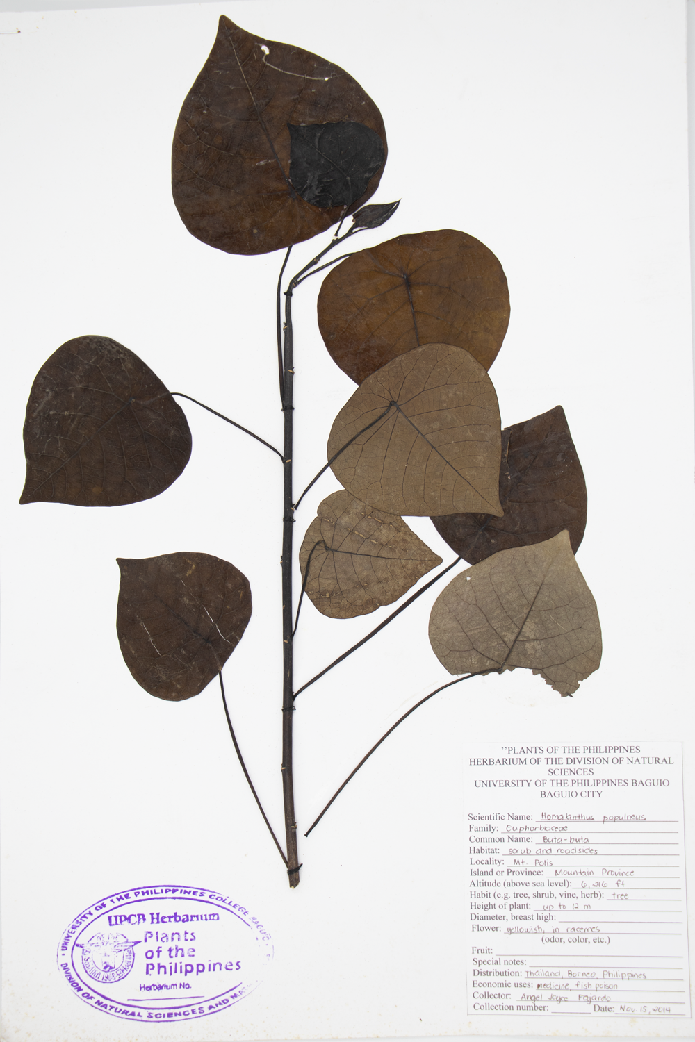 Image of Euphorbiaceae Homalanthus populneus