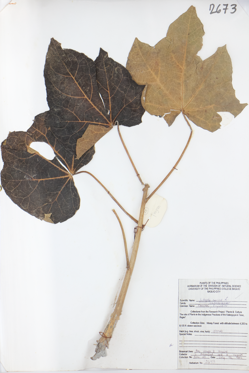 Image of Euphorbiaceae Jatropha curcas