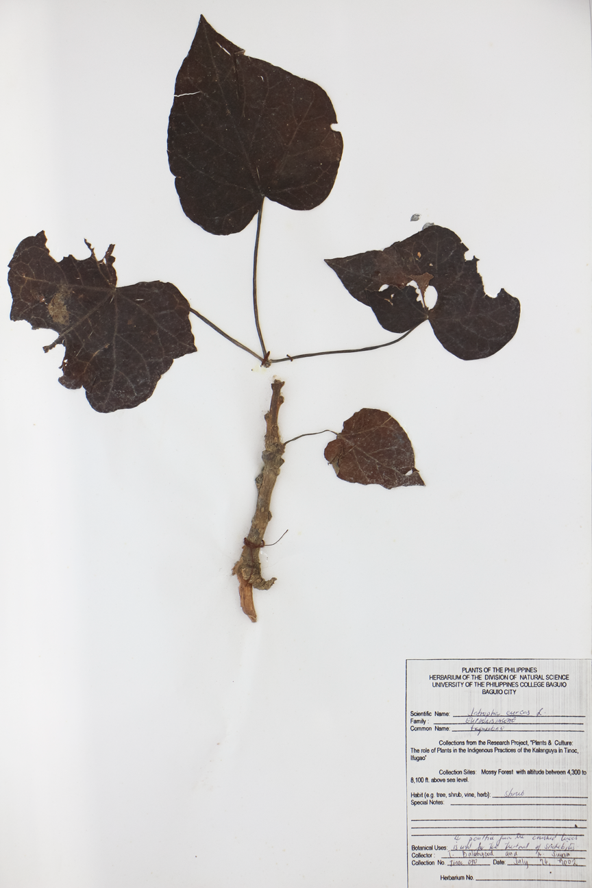 Image of Euphorbiaceae Jatropha curcas