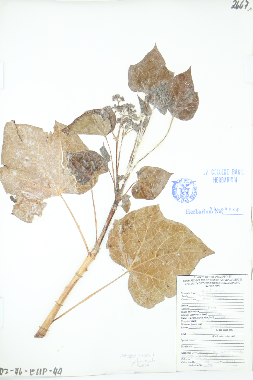 Image of Euphorbiaceae Jatropha curcas