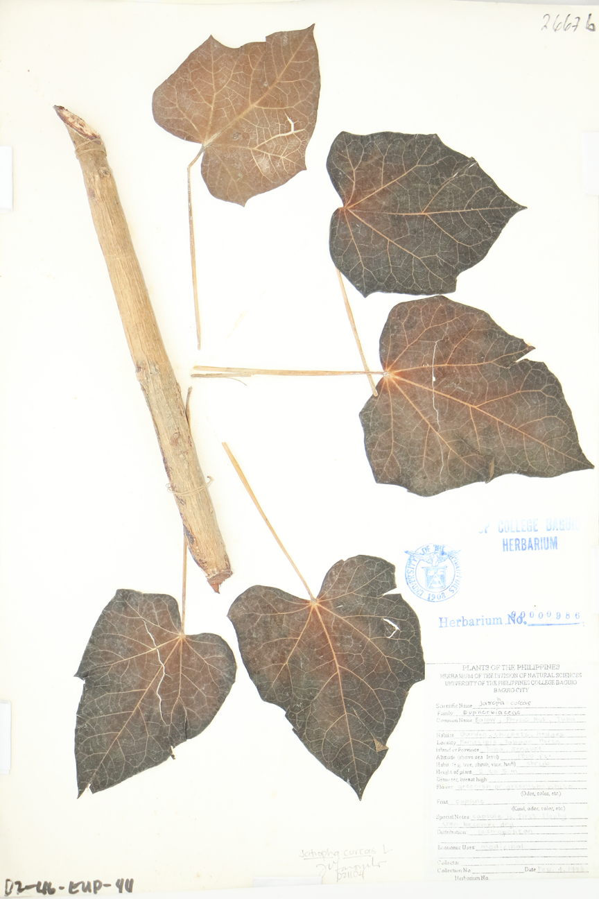 Image of Euphorbiaceae Jatropha curcas