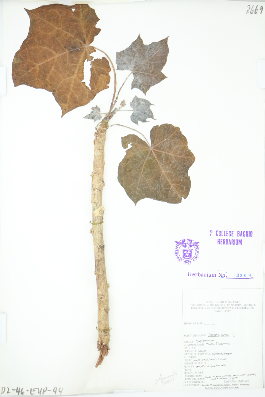 Image of Euphorbiaceae Jatropha curcas