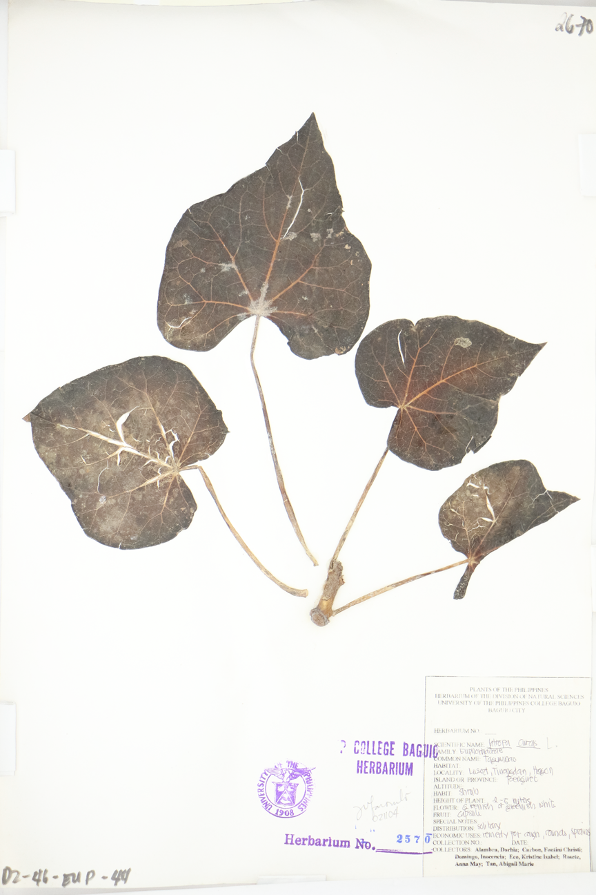 Image of Euphorbiaceae Jatropha curcas