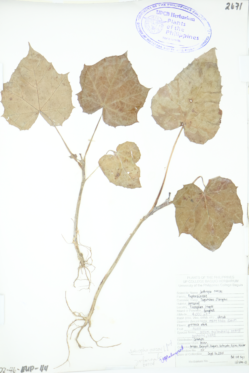 Image of Euphorbiaceae Jatropha curcas