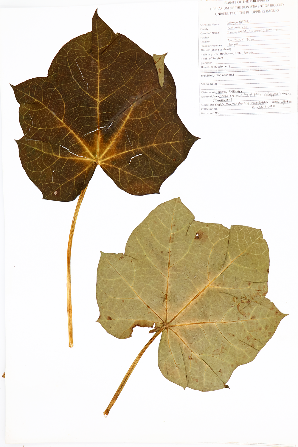 Image of Euphorbiaceae Jatropha curcas