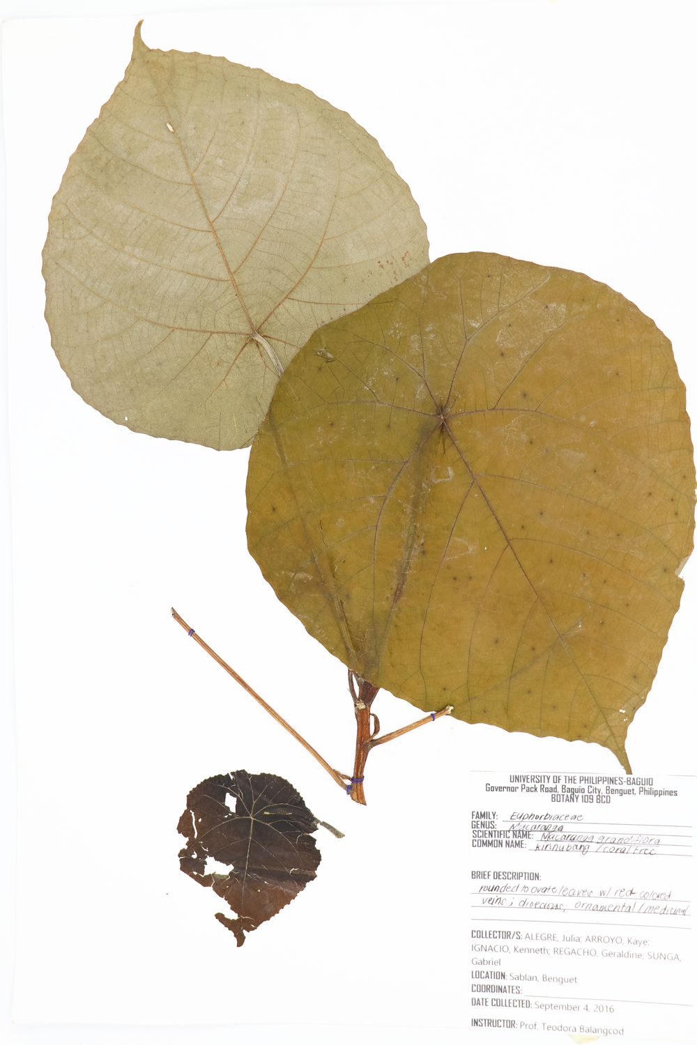 Image of Euphorbiaceae Macaranga magna