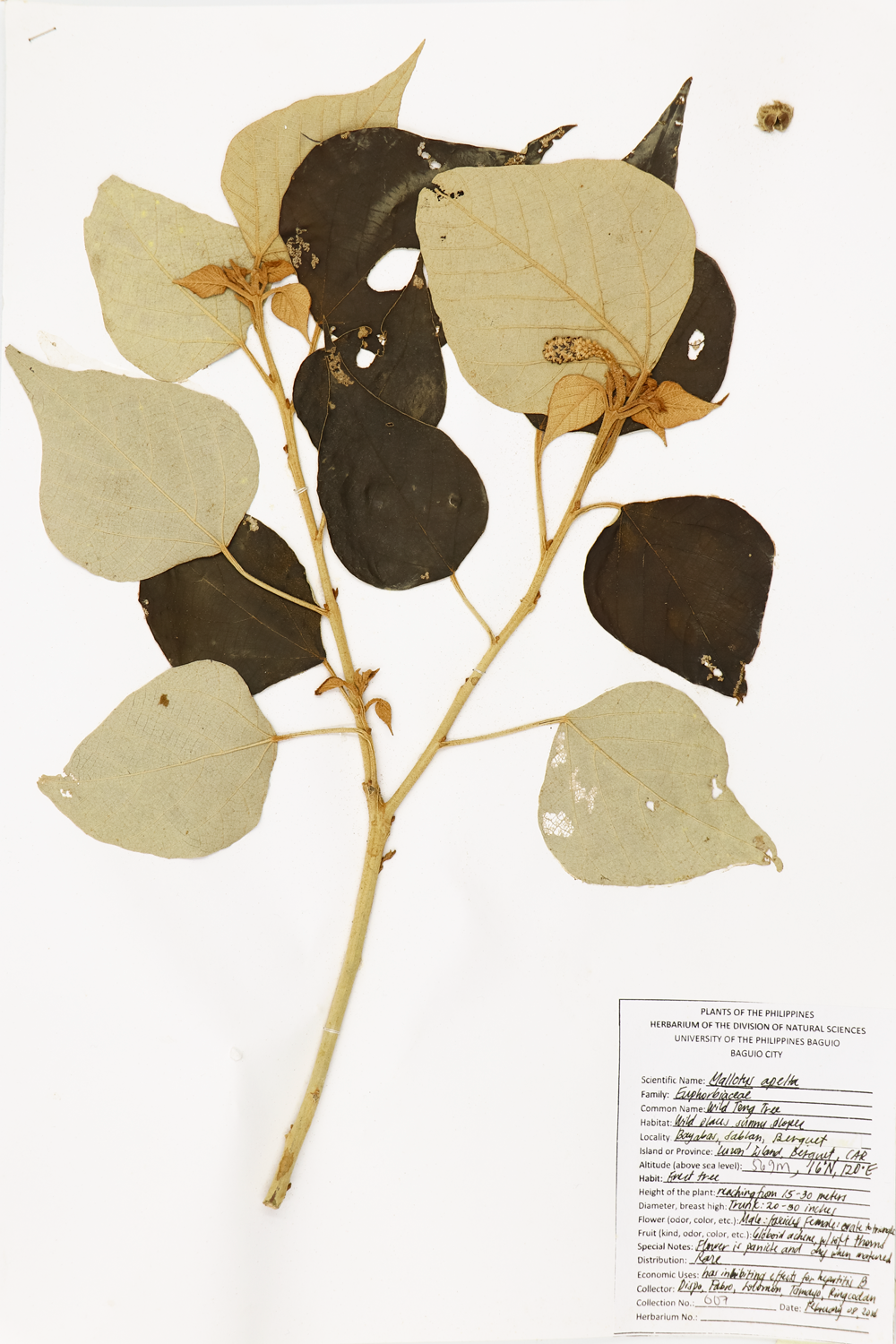 Image of Euphorbiaceae Mallotus apelta