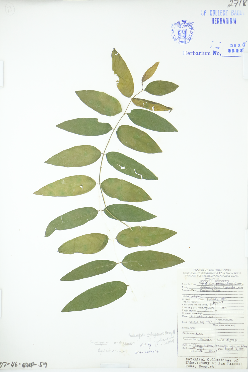 Image of Phyllanthaceae Breynia androgyna