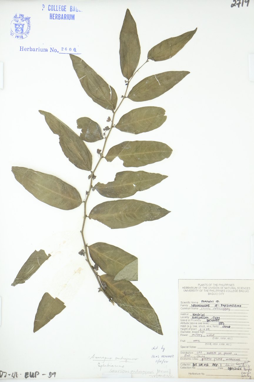 Image of Phyllanthaceae Breynia androgyna