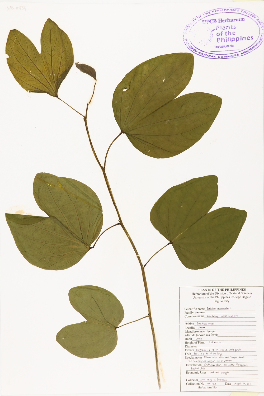 Image of Fabaceae Bauhinia acuminata