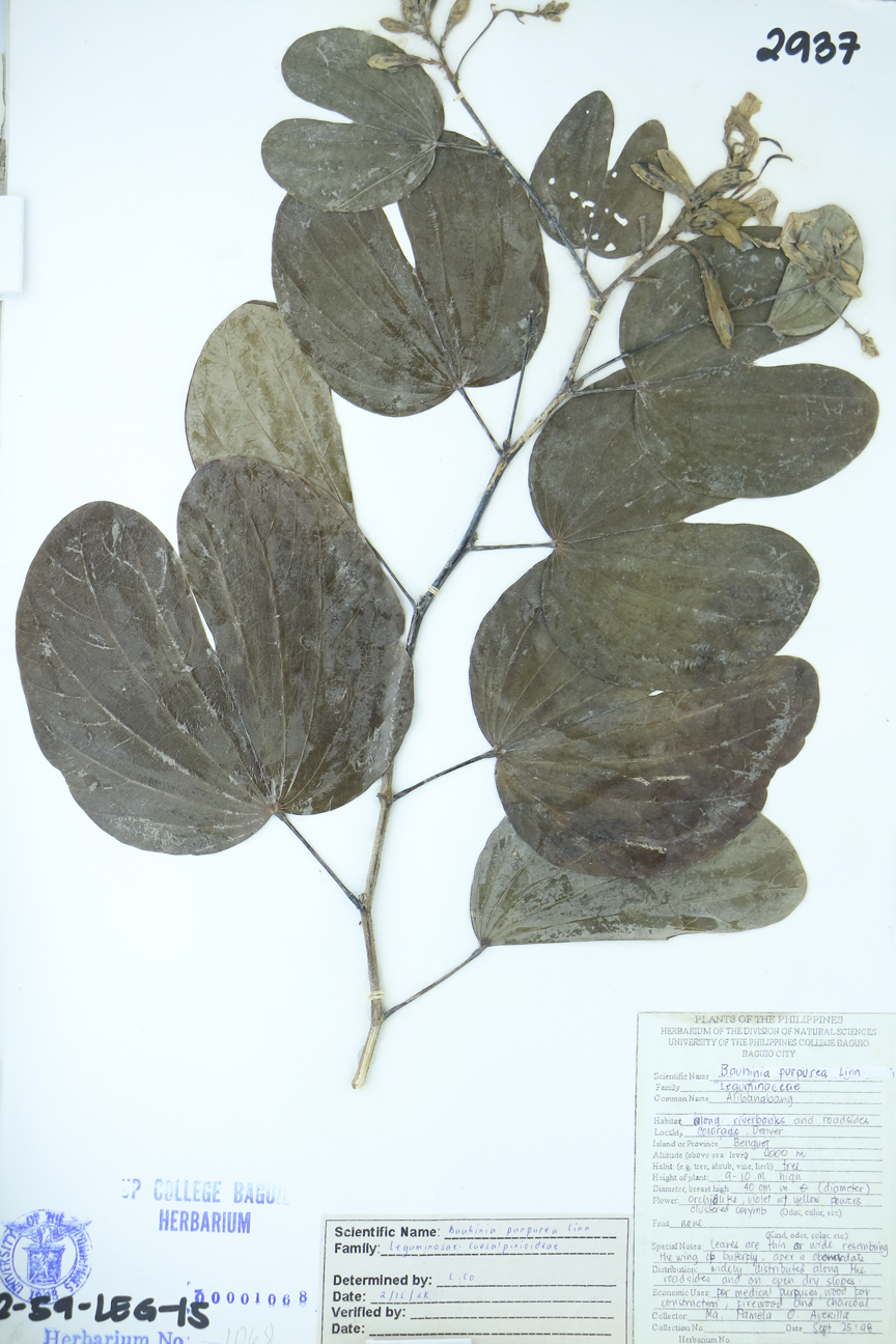 Image of Fabaceae Bauhinia purpurea