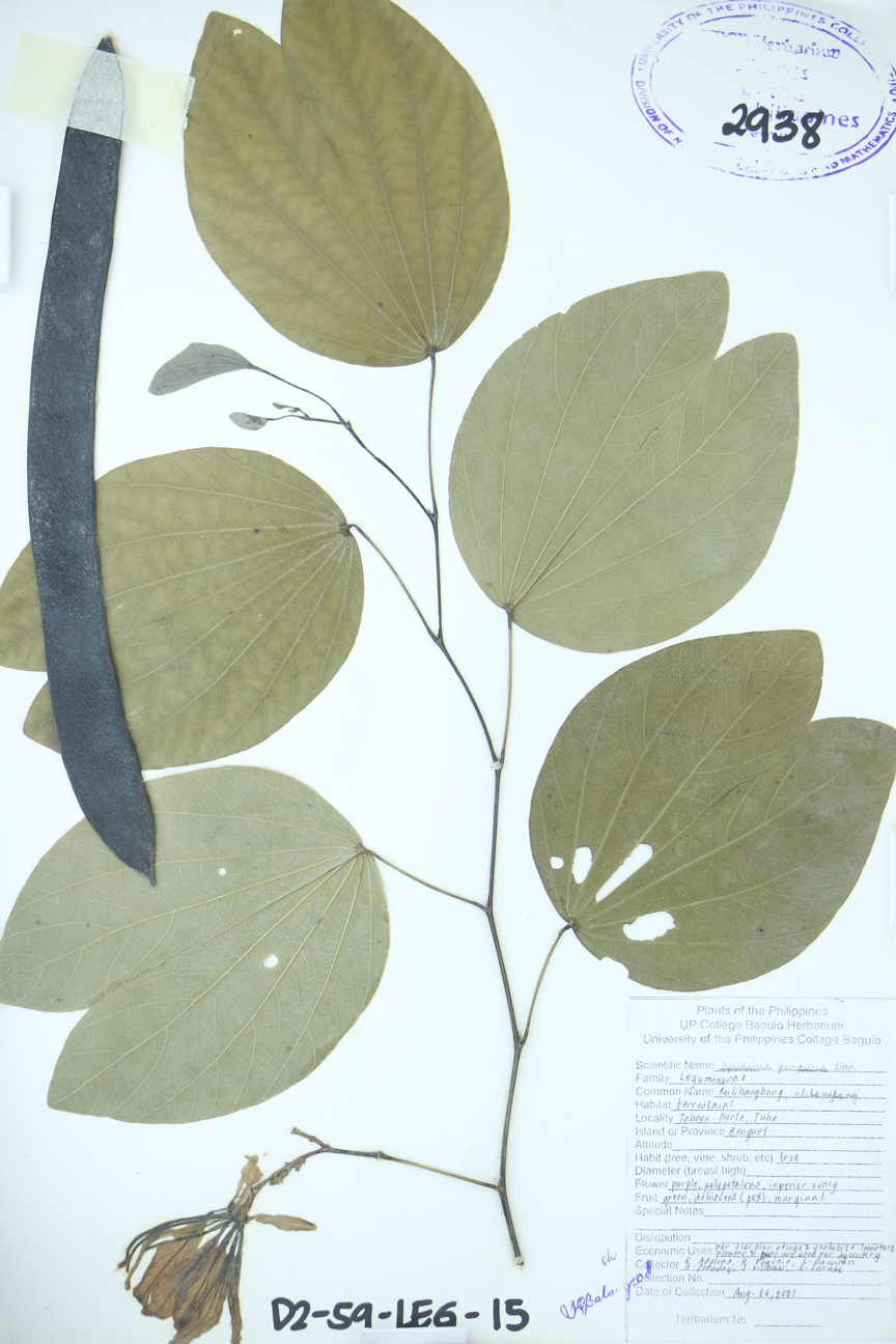 Image of Fabaceae Bauhinia purpurea