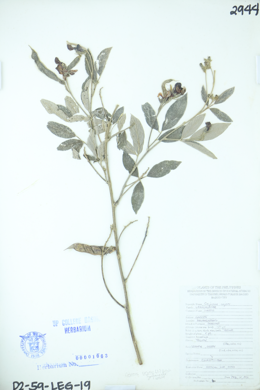 Image of Fabaceae Cajanus cajan