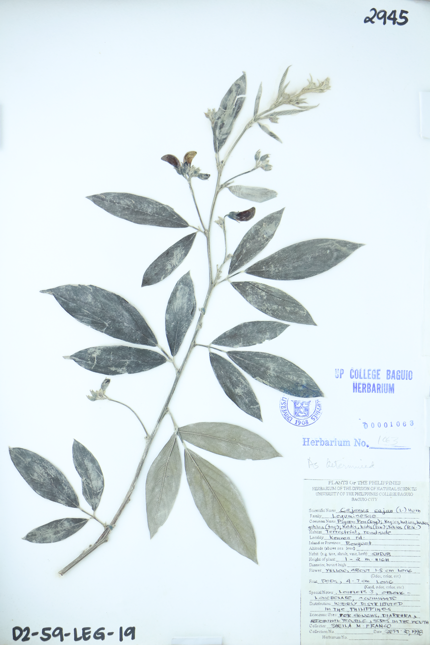 Image of Fabaceae Cajanus cajan