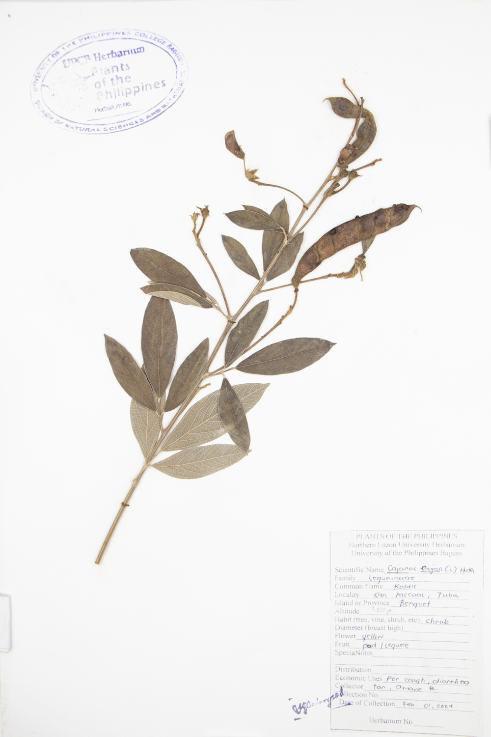 Image of Fabaceae Cajanus cajan