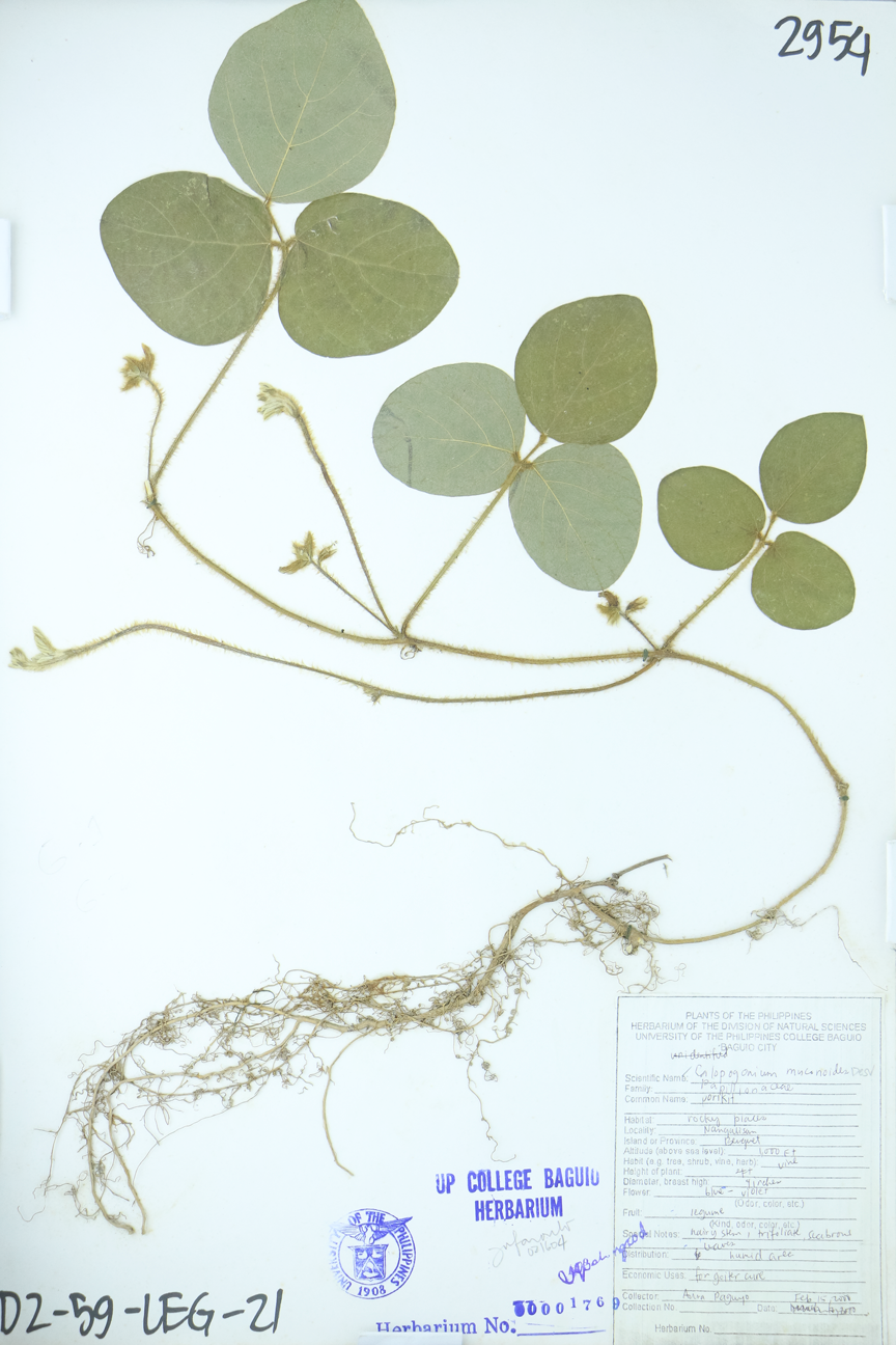 Image of Fabaceae Calopogonium mucunoides