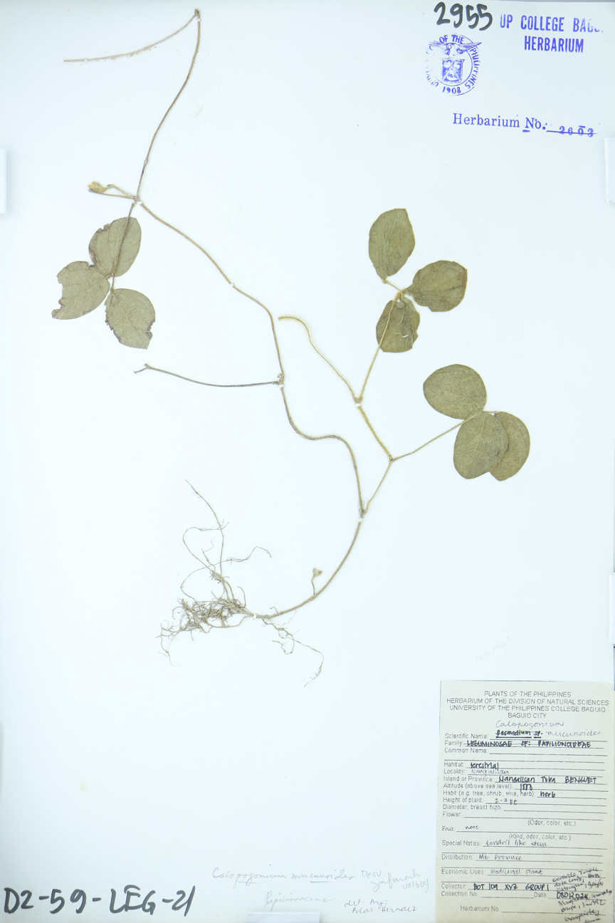 Image of Fabaceae Calopogonium mucunoides