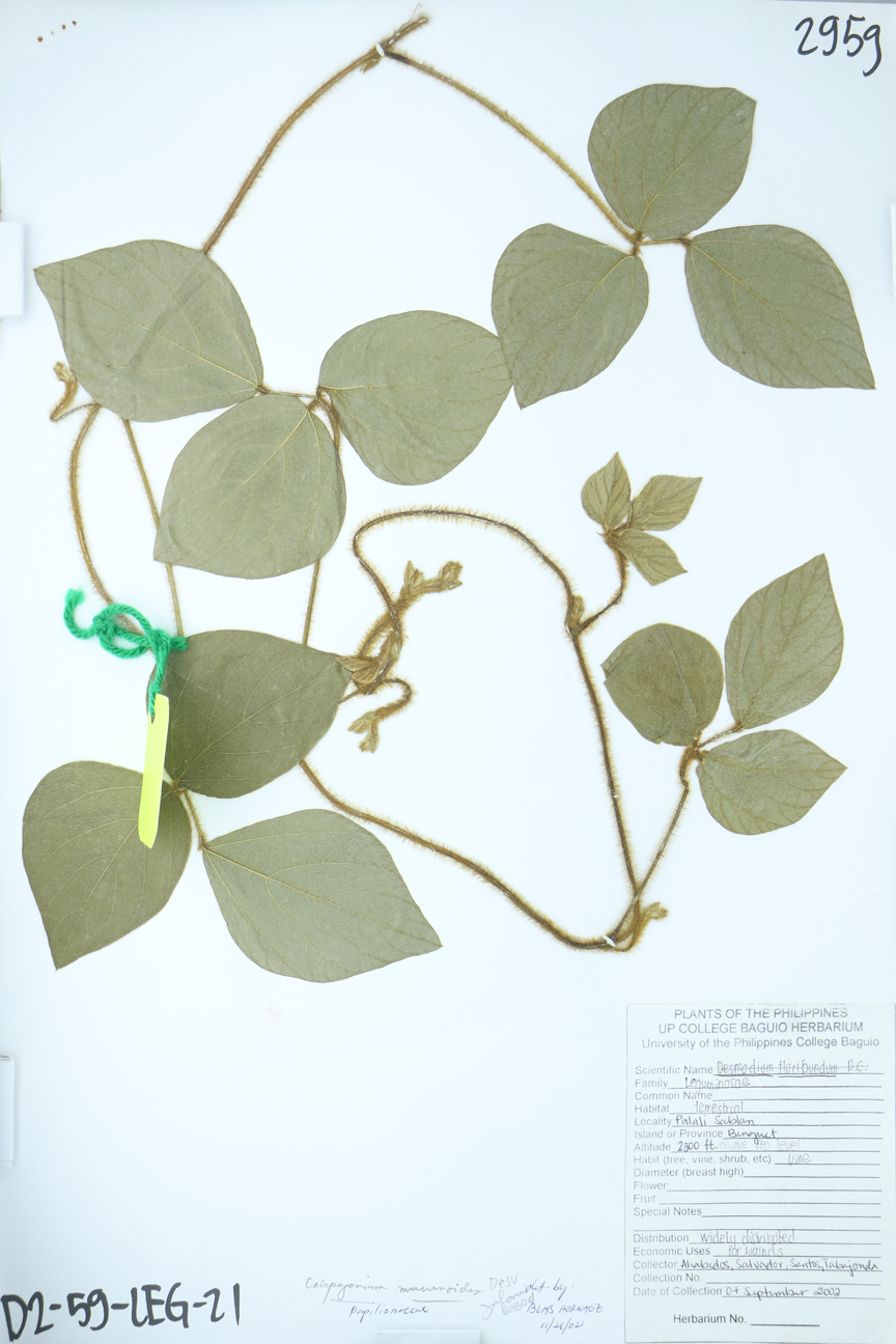 Image of Fabaceae Calopogonium mucunoides