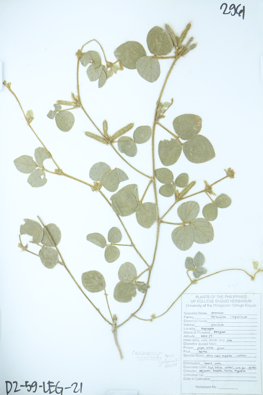 Image of Fabaceae Calopogonium mucunoides