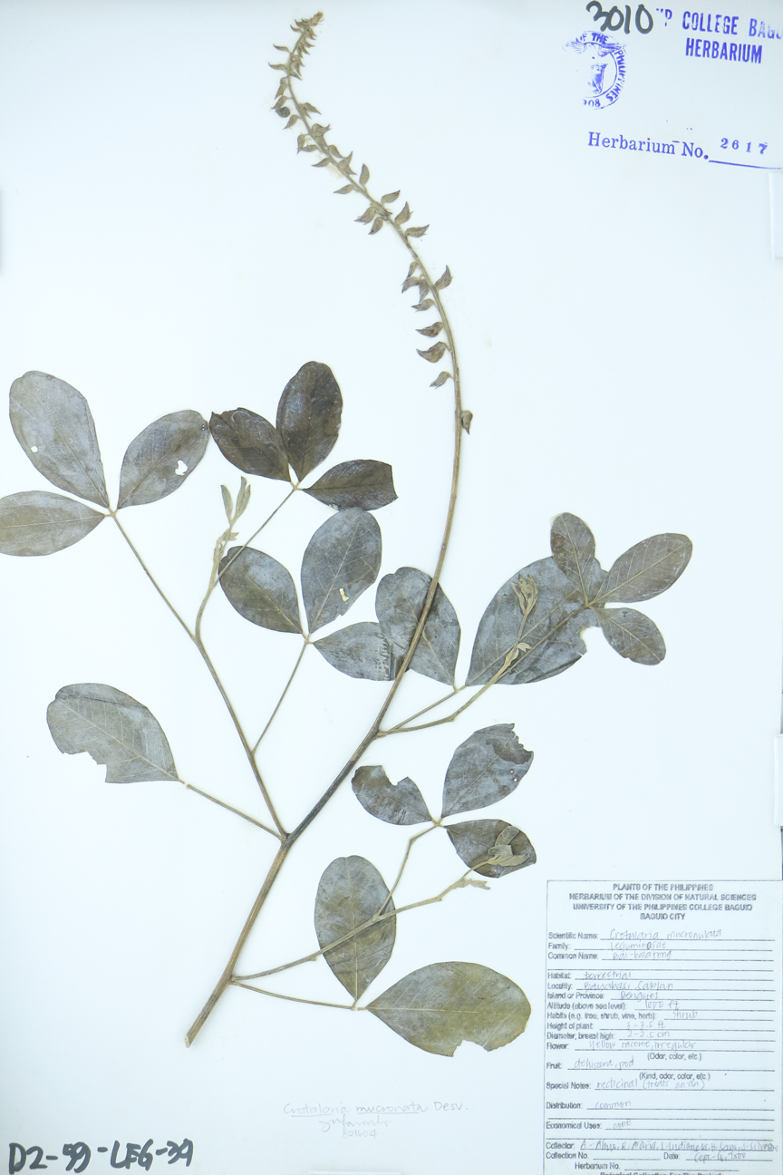 Image of Fabaceae Crotalaria pallida