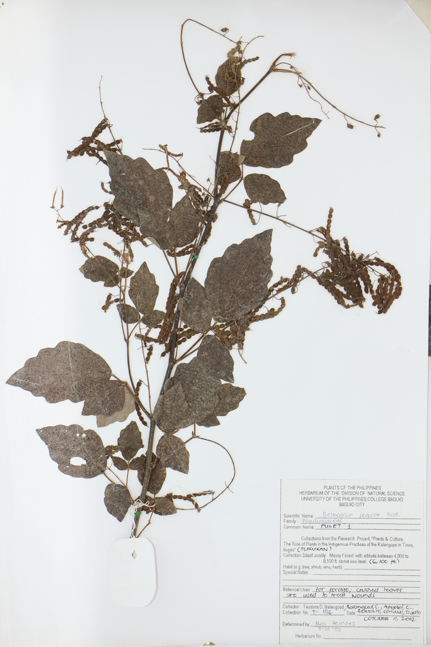 Image of Fabaceae Desmodium sequax