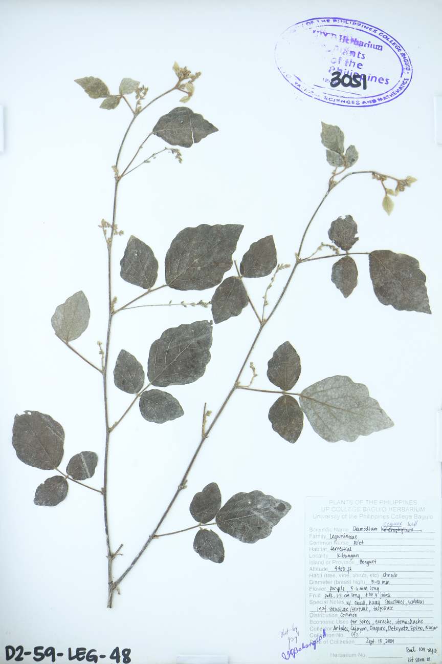 Image of Fabaceae Desmodium sequax