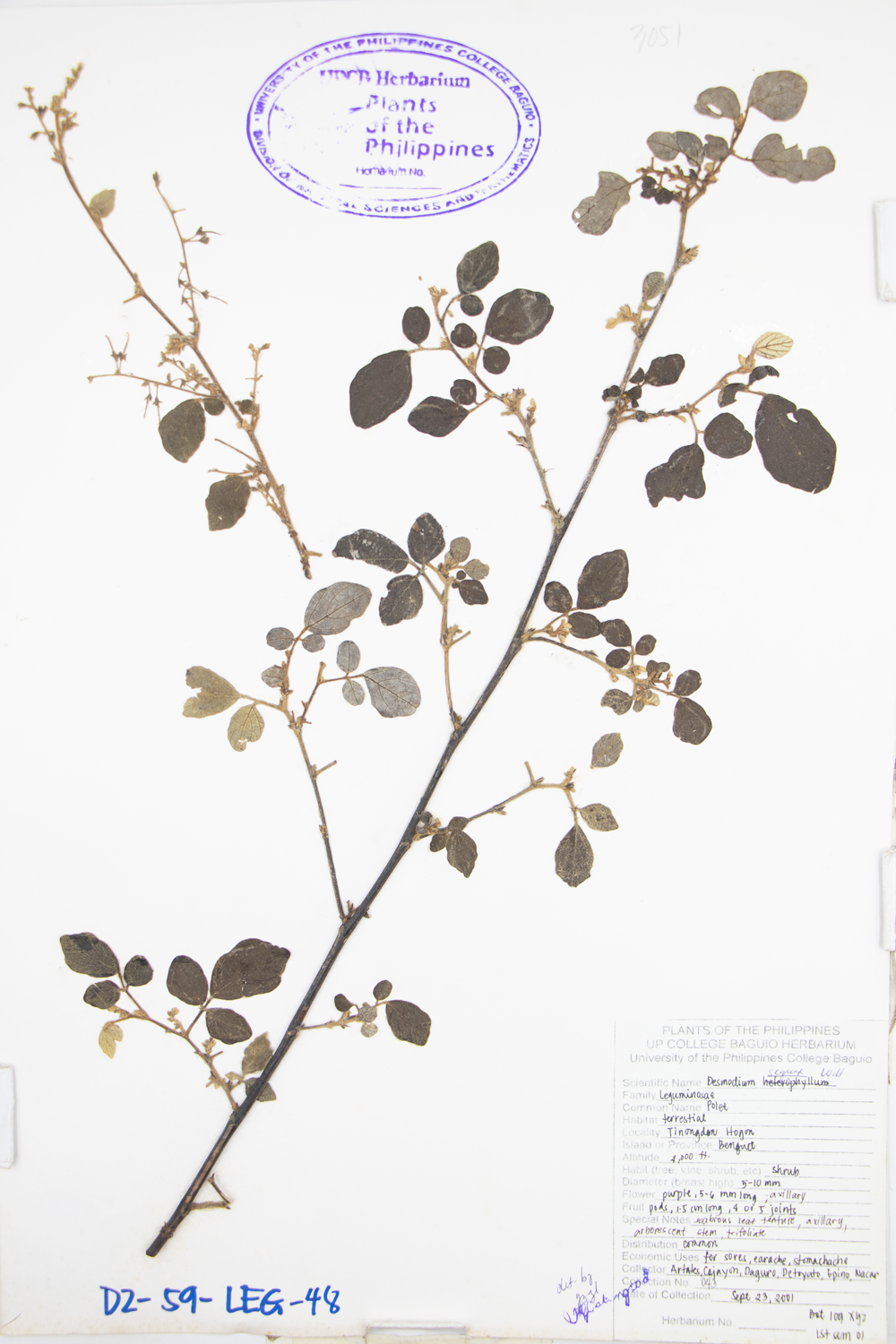 Image of Fabaceae Desmodium sequax