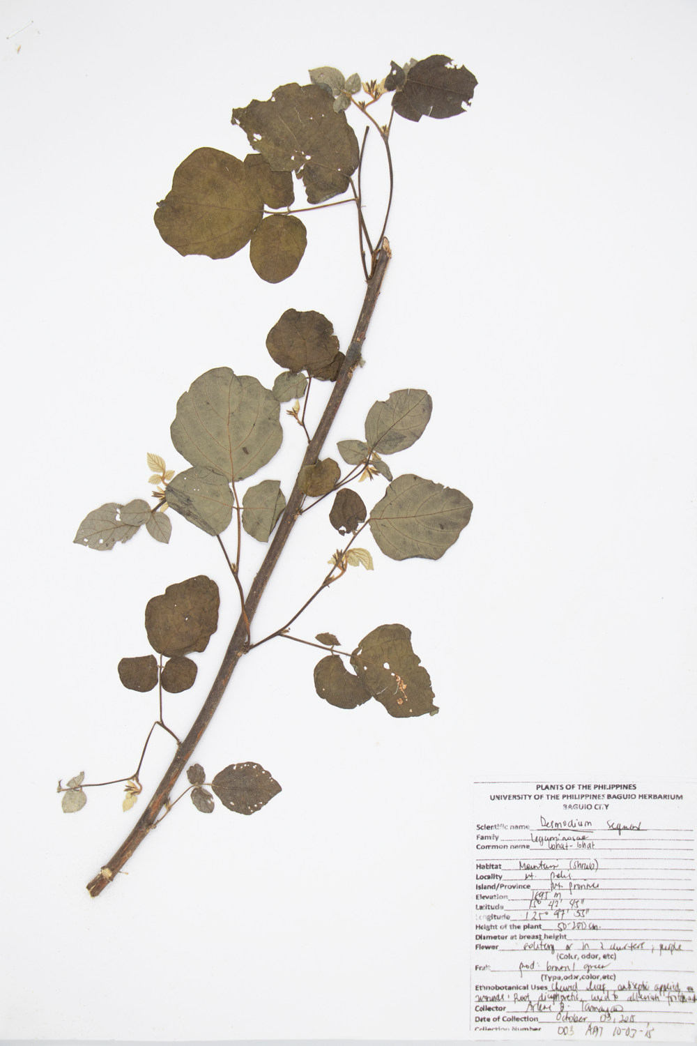 Image of Fabaceae Desmodium sequax