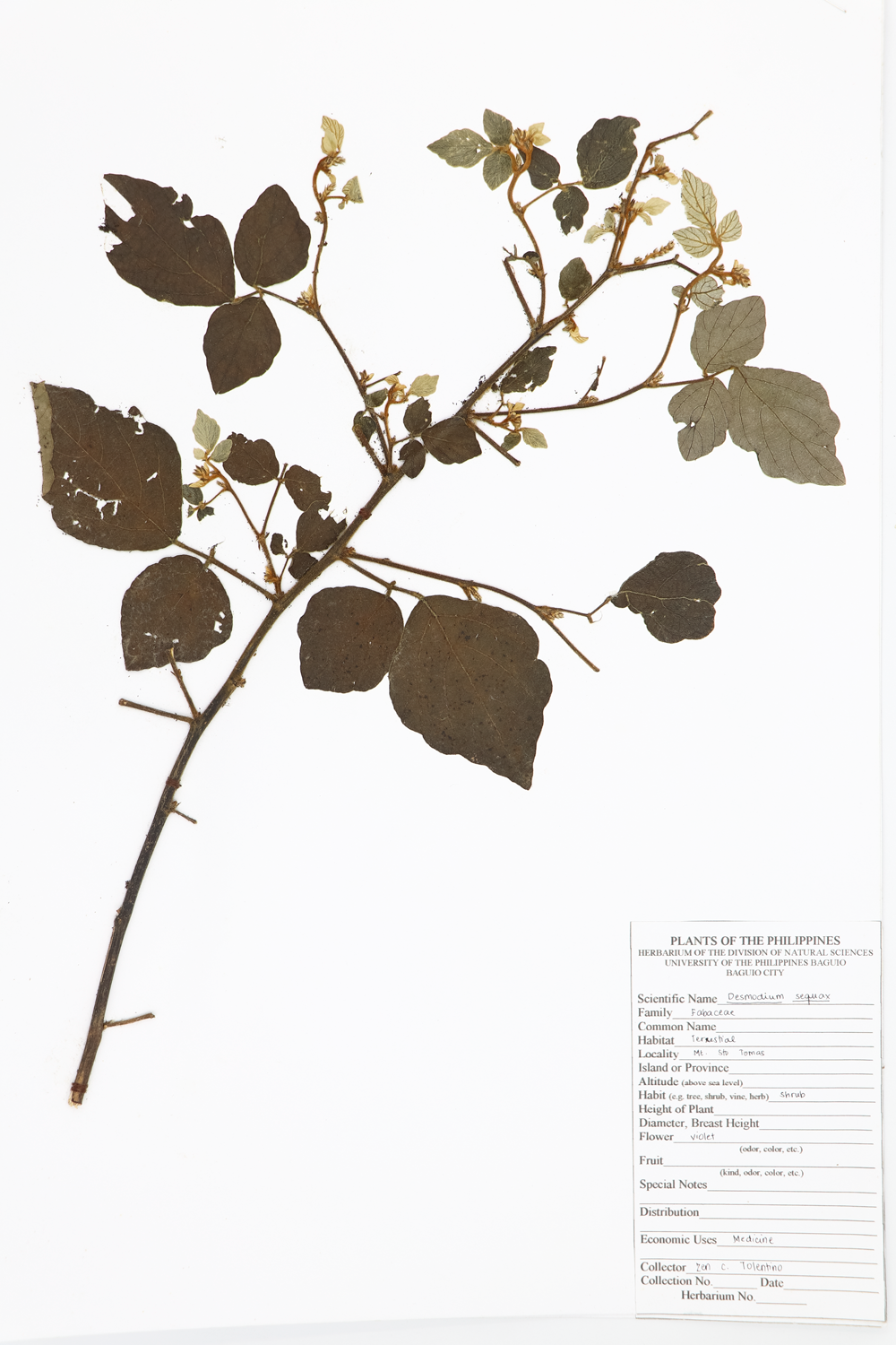 Image of Fabaceae Desmodium sequax