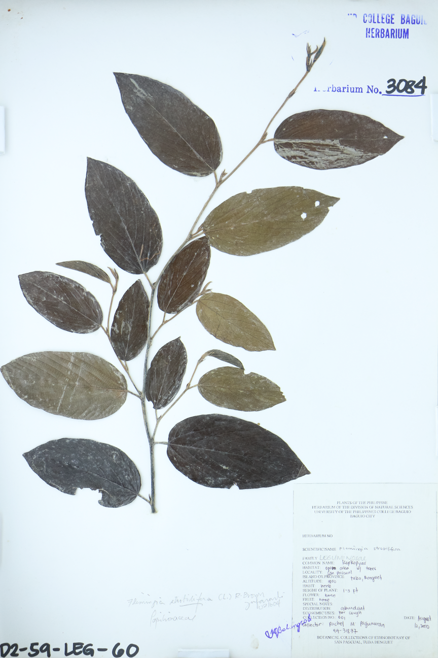 Image of Fabaceae Flemingia strobilifera