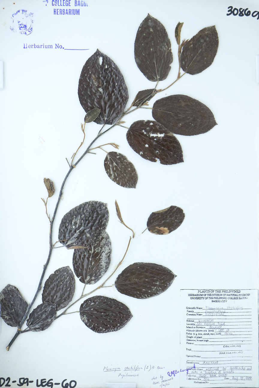 Image of Fabaceae Flemingia strobilifera