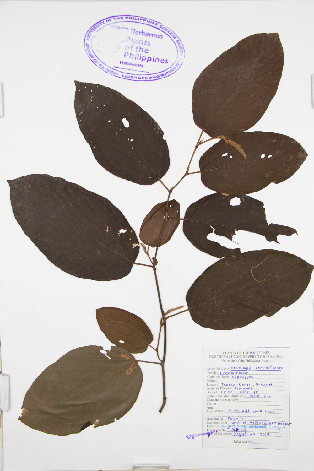 Image of Fabaceae Flemingia strobilifera