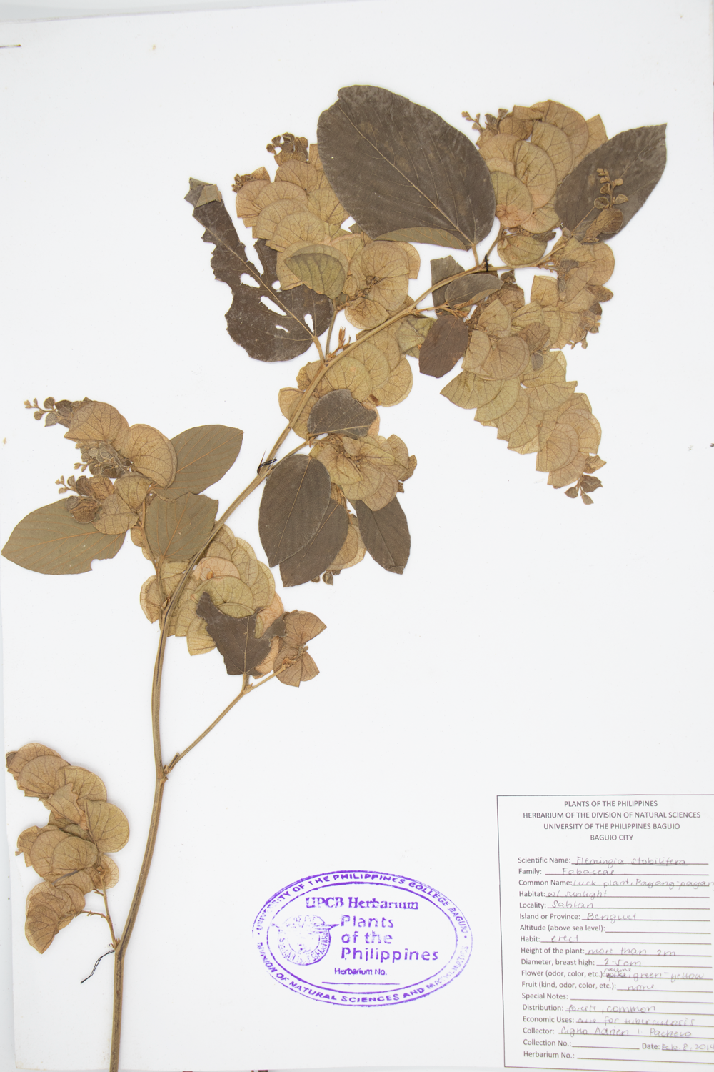 Image of Fabaceae Flemingia strobilifera