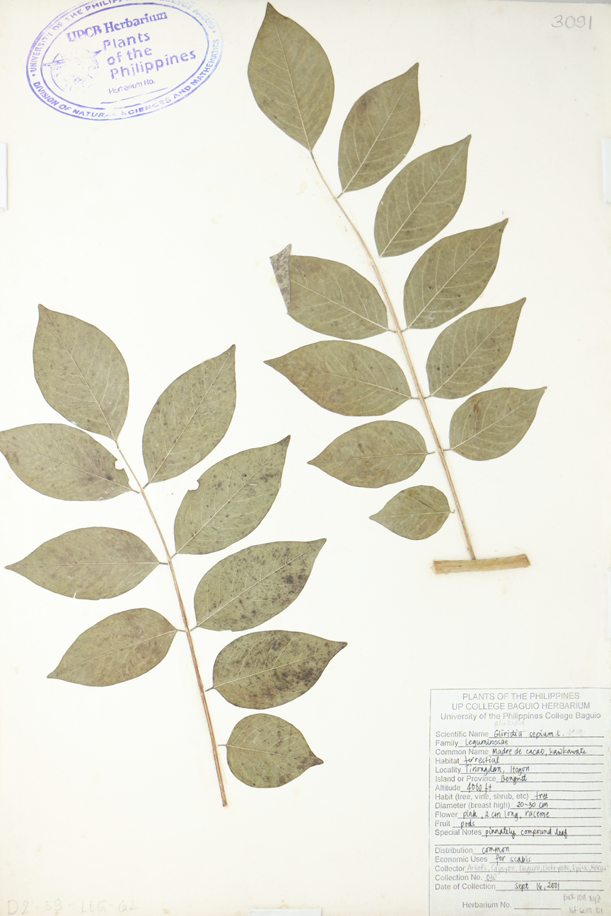 Image of Fabaceae Gliricidia sepium