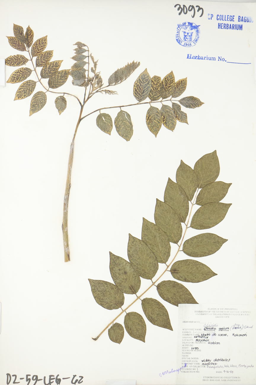 Image of Fabaceae Gliricidia sepium