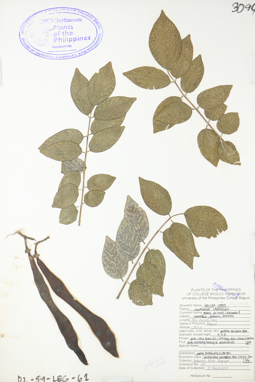 Image of Fabaceae Gliricidia sepium