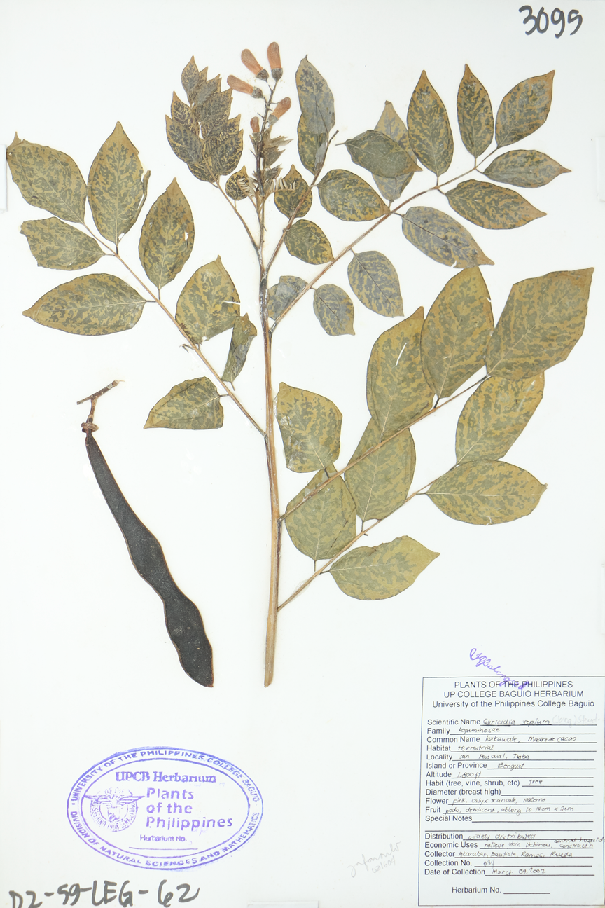 Image of Fabaceae Gliricidia sepium