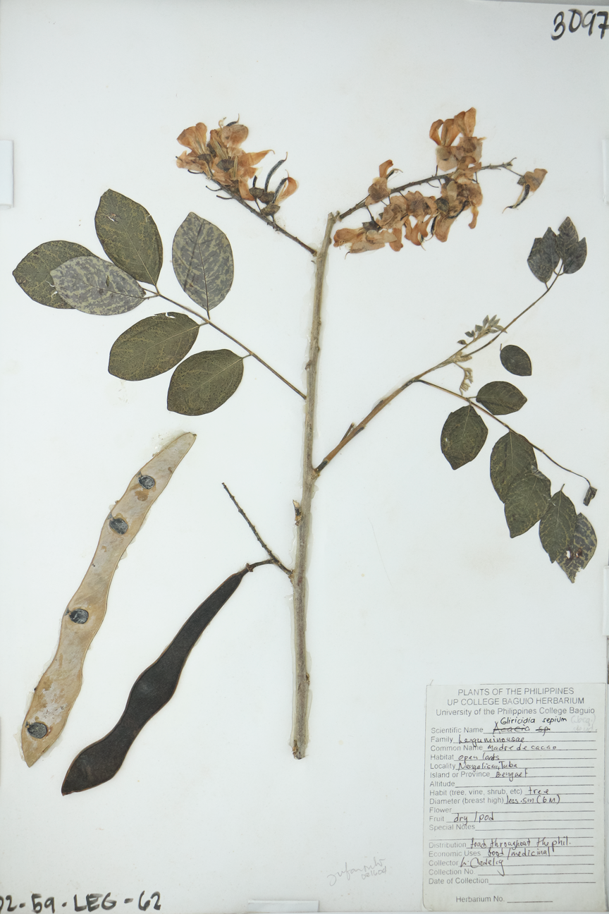 Image of Fabaceae Gliricidia sepium