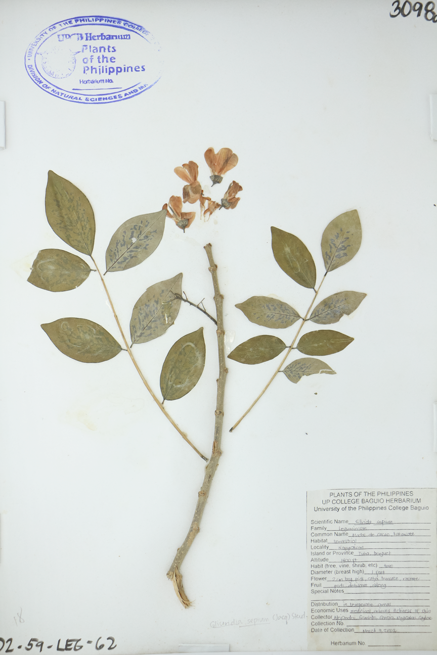 Image of Fabaceae Gliricidia sepium