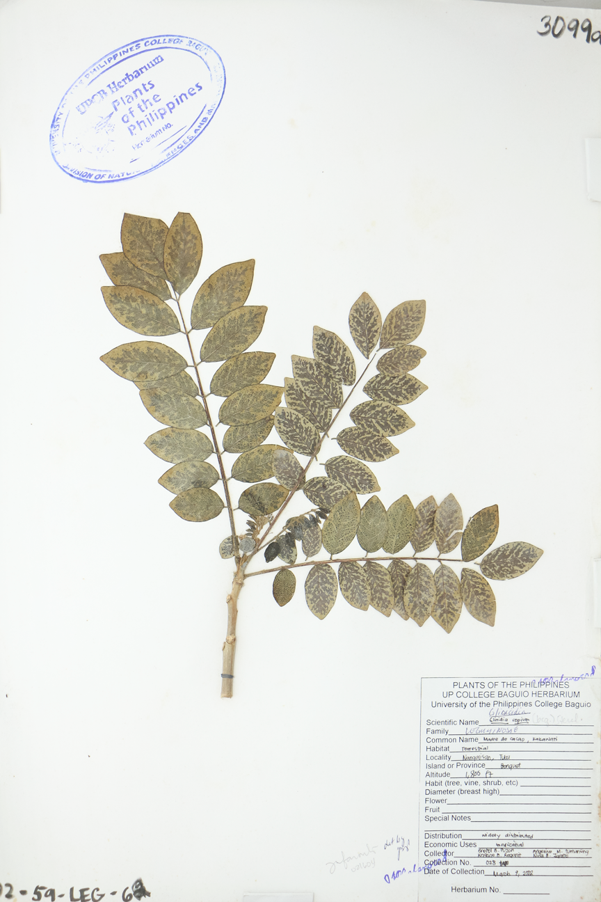 Image of Fabaceae Gliricidia sepium