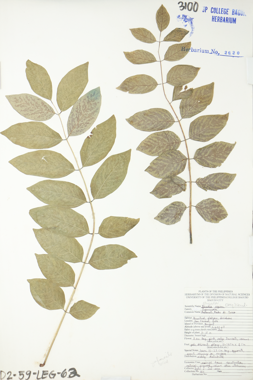 Image of Fabaceae Gliricidia sepium