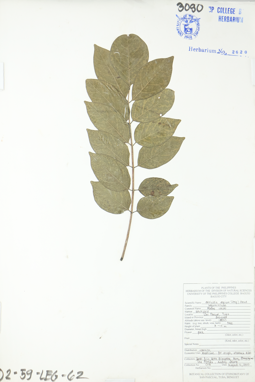 Image of Fabaceae Gliricidia sepium